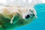 polar-bear-003_s